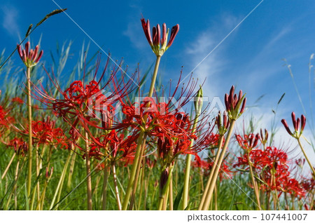 lots of red spider lily 107441007