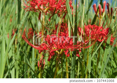 美麗的群集孤挺花 107441008