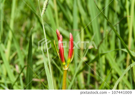 希根花蕾 107441009