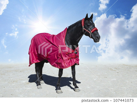 horse and blanket horse and blanket 107441073