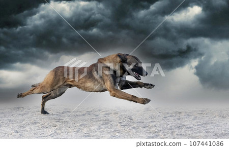 training of belgian shepherd training of belgian shepherd 107441086