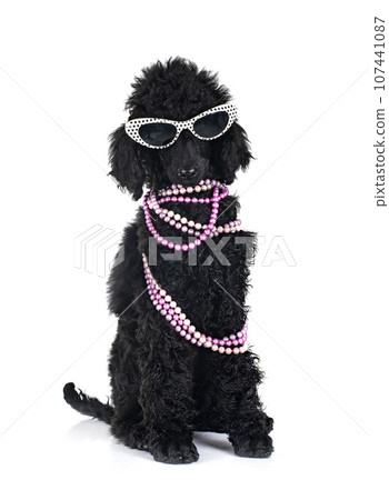 puppy standard poodle in studio puppy standard poodle in studio 107441087
