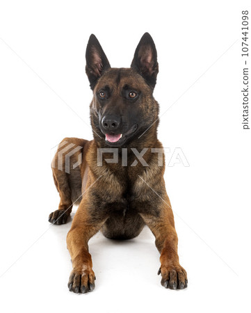 malinois in studio malinois in studio 107441098