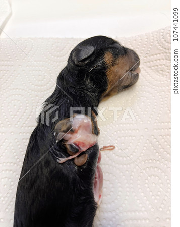 malformed puppy rottweiler malformed puppy rottweiler 107441099