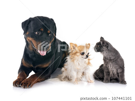 rottweiler, maine coon kitten and chihuahua 107441101