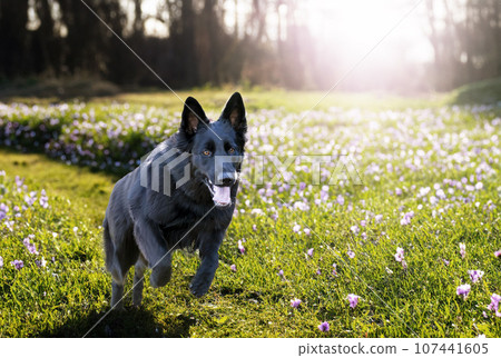 black german shepherd in nature black german shepherd in nature 107441605