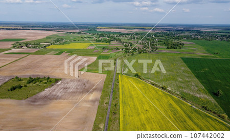Scenic farm fields under blue skies. Rape crops. Country road among the fields. 107442002