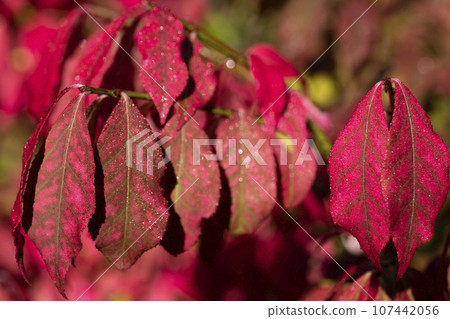 Red leaves of Winged euonymus with water drops (Euonymus alatus) in the autumn garden. Red leaves of Winged euonymus with water drops (Euonymus alatus) in the autumn garden. 107442056