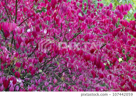 Autumn garden, bright pink bush of Winged euonymus (Euonymus alatus). Autumn garden, bright pink bush of Winged euonymus (Euonymus alatus). 107442059
