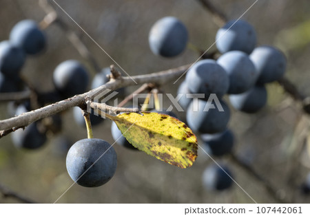 Autumn garden, Prickly plum (Thorn) with ripe dark blue barries on branches. (Prunus spinosa). 107442061