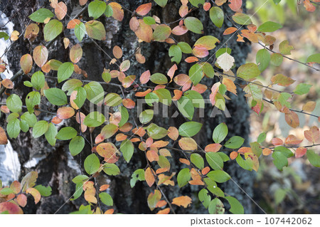 Autumn in the forest, yellow and red leaves as background. 107442062