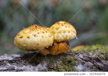 Mushrooms, growing on a tree trunk, royal mushrooms,  in the autumn forest. 107442070