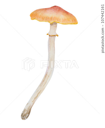 Watercolor hand drawn illustration of poisonous mushroom. Galerina marginata, toadstool clip art for cards, fairy tales, book, magic prints, eco natural herbal medicine, cosmetics, homeopatic remedies 107442161