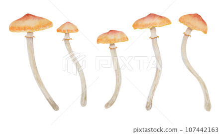 Watercolor hand drawn illustration of poisonous mushroom. Galerina marginata, toadstool clip art for cards, fairy tales, book, magic prints, eco natural herbal medicine, cosmetics, homeopatic remedies 107442163
