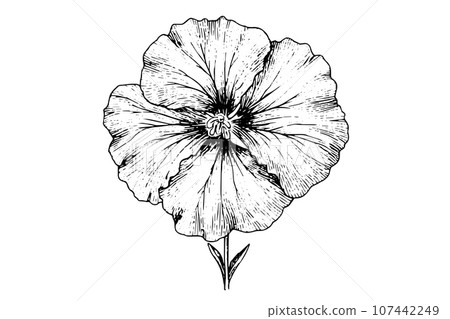 Hibiscus flower hand drawn ink sketch. Engraved style vector illustration. Hibiscus flower hand drawn ink sketch. Engraved style vector illustration. 107442249