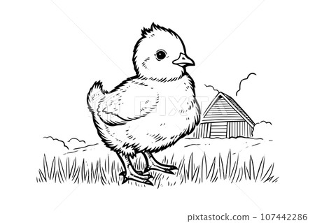 Cute little chicken hand drawn ink sketch. Engraved style retro vector illustration. 107442286