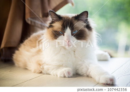 Beautiful young white purebred Ragdoll cat with blue eyes. 107442356