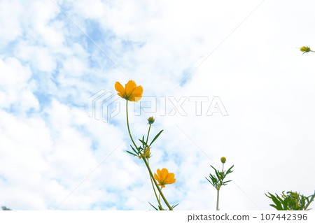 Yellow cosmos flowers and blue sky with white clouds in the background. Yellow cosmos flowers and blue sky with white clouds in the background. 107442396