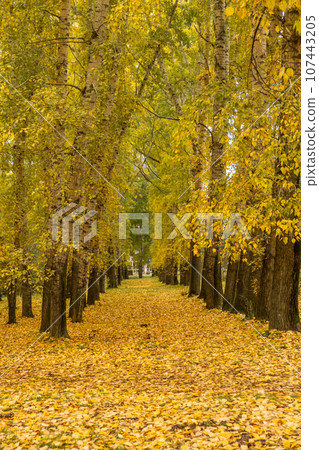 Beautiful autumn park. Autumn in Kemerovo. Autumn trees and leaves. Autumn Landscape. Beautiful romantic alley in a park with colorful trees and sunlight. 107443205