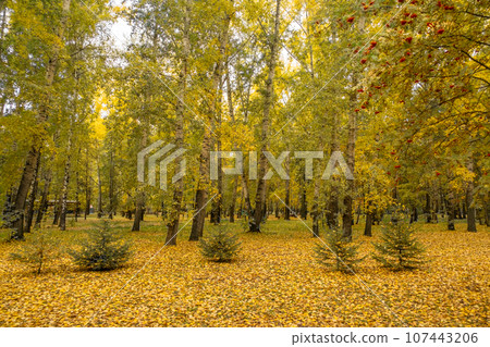 Beautiful autumn park. Autumn in Kemerovo. Autumn trees and leaves. Autumn Landscape. Beautiful romantic alley in a park with colorful trees and sunlight. Beautiful autumn park. Autumn in Kemerovo. Autumn trees and leaves. Autumn Landscape. Beautiful romantic alley in a park with colorful trees and sunlight. 107443206