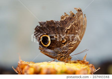 tropical butterfly with eyes on the wings caligo atreus. butterfly garden, butterfly farm 107443348