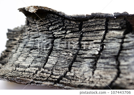 Burned wood, gray beautiful ash, texture close up 107443706
