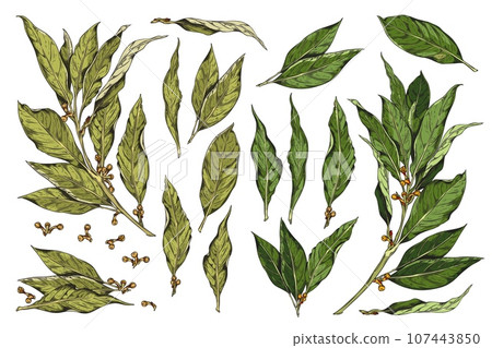 Vector set hand drawn branch of bay leaf, dry bay leave with corns, pepper, Vintage collection spices, natural flavors 107443850