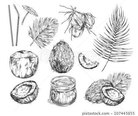 Set of hand drawn coconuts with palm leaf, Sketch vector tropical food illustration, Vector illustration isolated on white background Set of hand drawn coconuts with palm leaf, Sketch vector tropical food illustration, Vector illustration isolated on white background 107443855