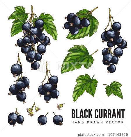 Black currant berry Vector set cartoon. Hand drawn colored sketch of black currant branch, leaf and berry on white background 107443856