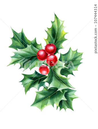 Christmas plant, Watercolor flora element for design. Holly branch, berries and leaves isolated on white background. 107444314