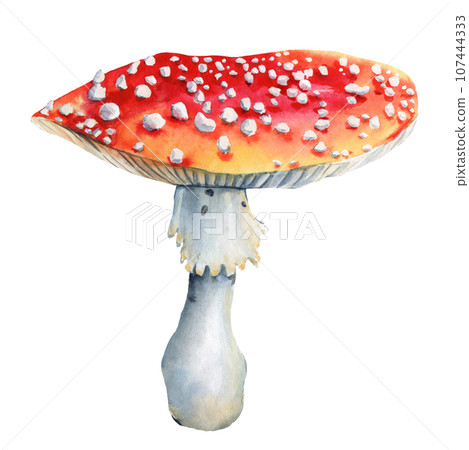 Mushroom isolated background. Watercolor botanical illustration. Hand-drawn. Fly agaric watercolor 107444333