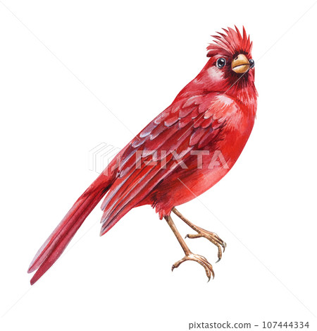 Winter bird. Watercolor red cardinal isolated on white background. Watercolor illustration on a white background Winter bird. Watercolor red cardinal isolated on white background. Watercolor illustration on a white background 107444334