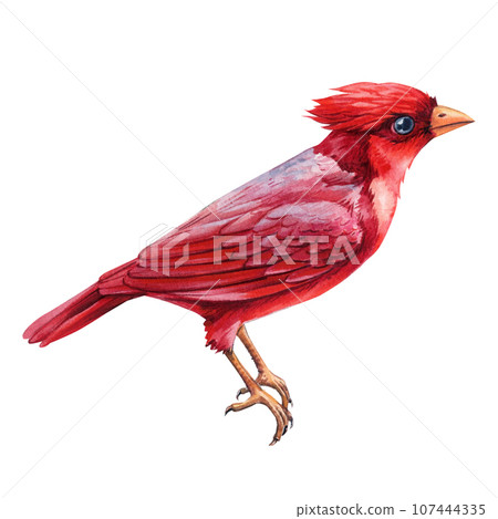Set winter birds. Watercolor red cardinals isolated on white background. Watercolor illustration on a white background Set winter birds. Watercolor red cardinals isolated on white background. Watercolor illustration on a white background 107444335