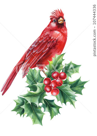Red cardinal and holly branch, beautiful bird watercolor on white background, Christmas composition, new year holiday Red cardinal and holly branch, beautiful bird watercolor on white background, Christmas composition, new year holiday 107444336