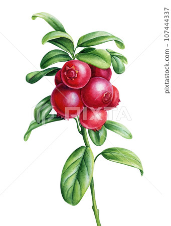 Cowberry, lingonberry. Branch with berries and leaves on isolated white background, watercolor botanical illustration 107444337