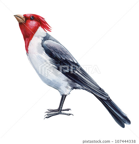 Watercolor bird. Cardinal isolated on white background. Watercolor illustration on a white background 107444338