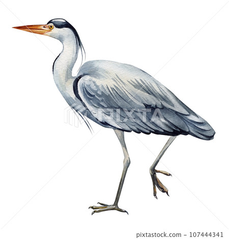Heron bird on isolated white background, watercolor hand drawn painting illustration. Heron bird on isolated white background, watercolor hand drawn painting illustration. 107444341