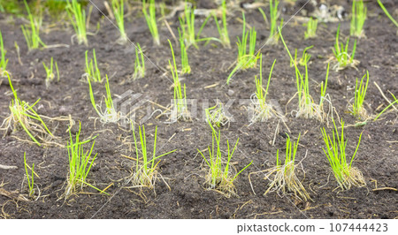 Emerging seedlings in an organic vegetable plantation, selective focus. 107444423