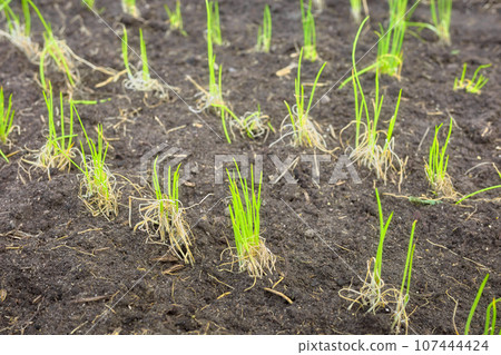 Emerging seedlings in an organic vegetable plantation, selective focus. 107444424