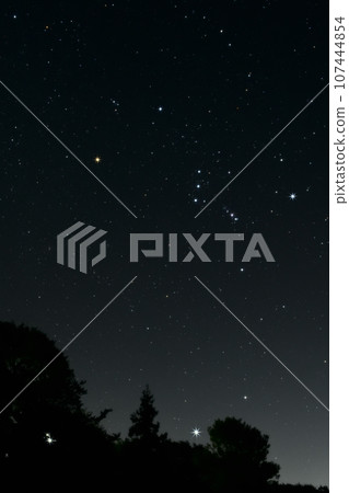Nagasaka Town, Hokuto, southeastern sky, Sirius and Orion above the tree 107444854