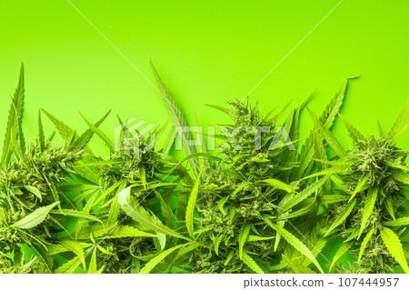 Marijuana buds. Cannabis plant on green background. Top view. Marijuana buds. Cannabis plant on green background. Top view. 107444957