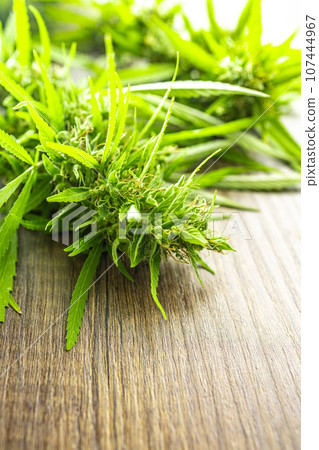 Marijuana buds. Cannabis plant on wooden table. 107444967