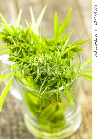 Marijuana buds. Cannabis plant in glass cup. Marijuana buds. Cannabis plant in glass cup. 107444975