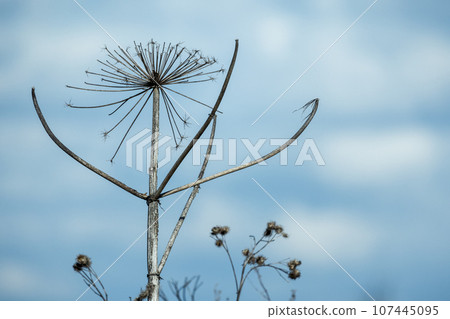Frozen dry flowers of ground elder are under blue sky with clouds Frozen dry flowers of ground elder are under blue sky with clouds 107445095