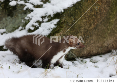 Winter wildlife scene,. Stone marten, Martes foina, portrait of forest animal. Small predator in nature winter habitat in forest on snow, Czech nature 107445163