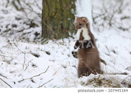 Winter wildlife scene,. Stone marten, Martes foina, portrait of forest animal. Small predator in nature winter habitat in forest on snow, Czech nature 107445164
