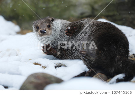 Eurasian otter, Lutra lutra, resting on a riverbank rock on snow in witer Eurasian otter, Lutra lutra, resting on a riverbank rock on snow in witer 107445166