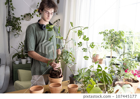A young man holding mini monstera Rhaphidophora tetrasperma sprouts to sort preparing to put in a clay flowerpot. Cultivation and caring for indoor potted plants A young man holding mini monstera Rhaphidophora tetrasperma sprouts to sort preparing to put in a clay flowerpot. Cultivation and caring for indoor potted plants 107445177