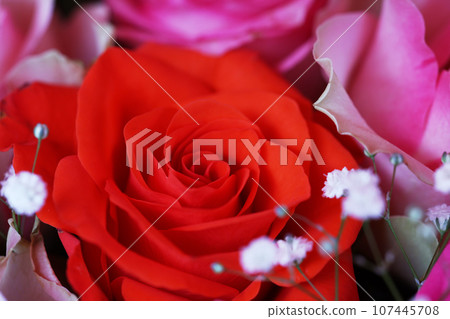 玫瑰花束 107445708