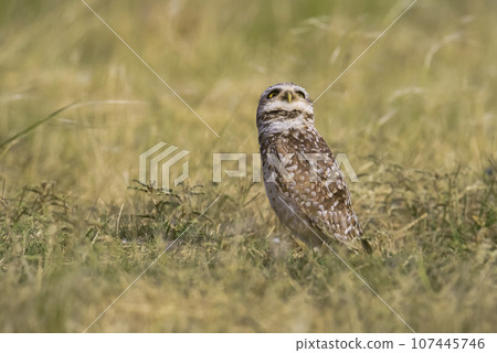 Burrowing Owl , Athene cunicularia, looking at the camera, La pampa Province, Patagonia, Argentina 107445746